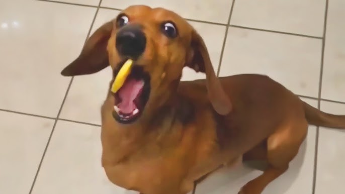 Dogs, always dogs.